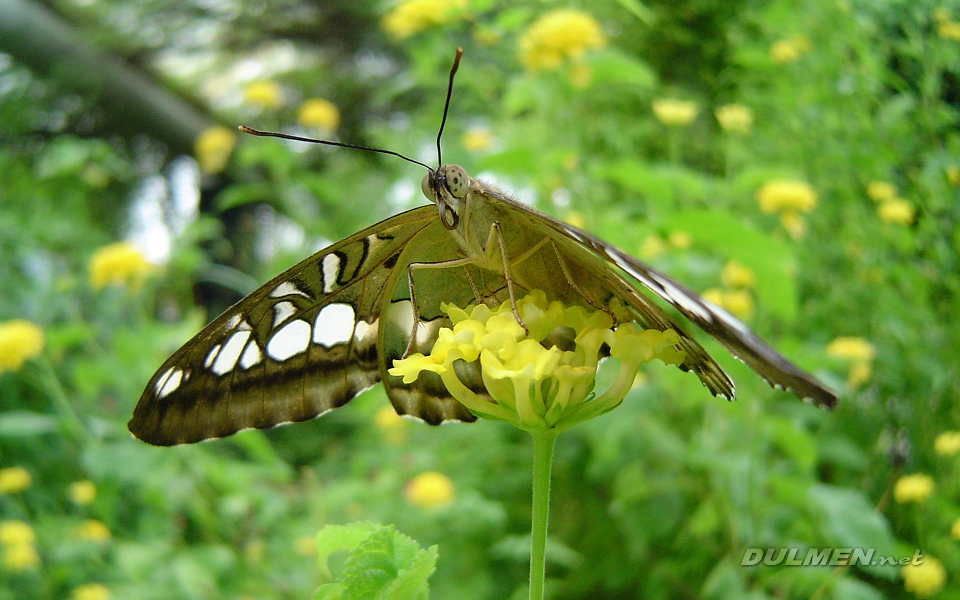 Clipper (Parthenos sylvia)